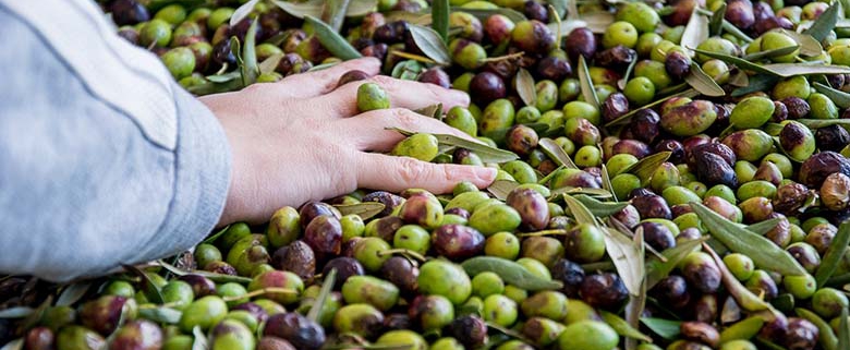 olivenöl kaufen die ernte der Coratina oliven