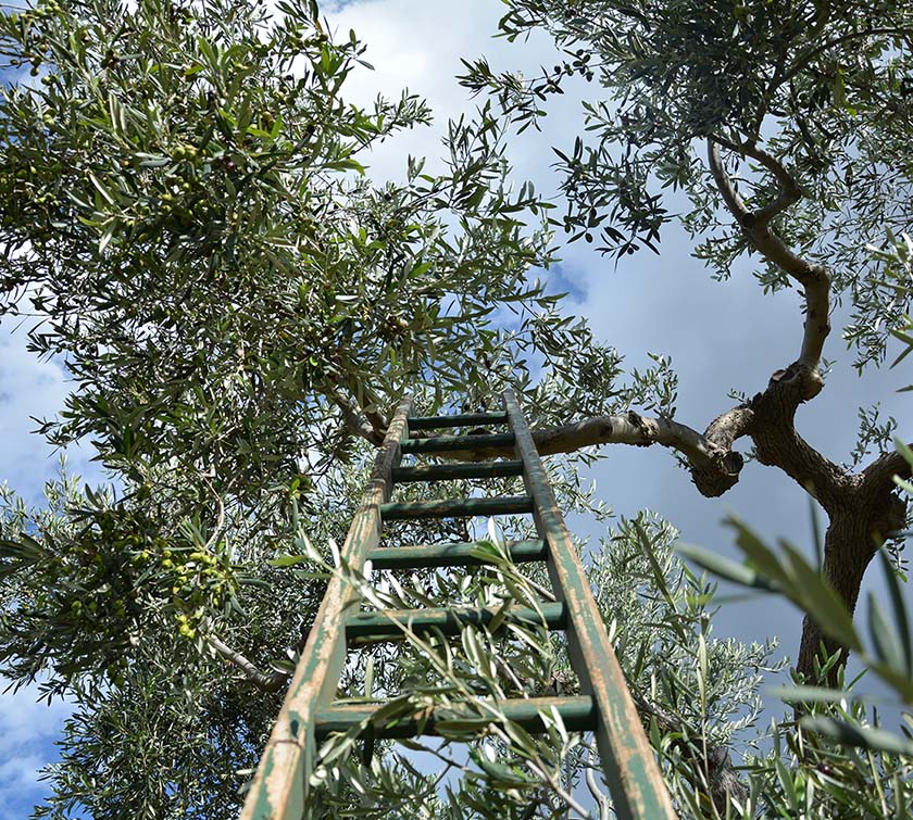 olivenöl ernte vom baum aus Coratina oliven