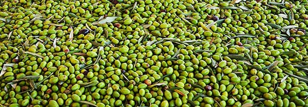 olivenöl aus coratina oliven kaufen, die Polyphenol-reiche Olive
