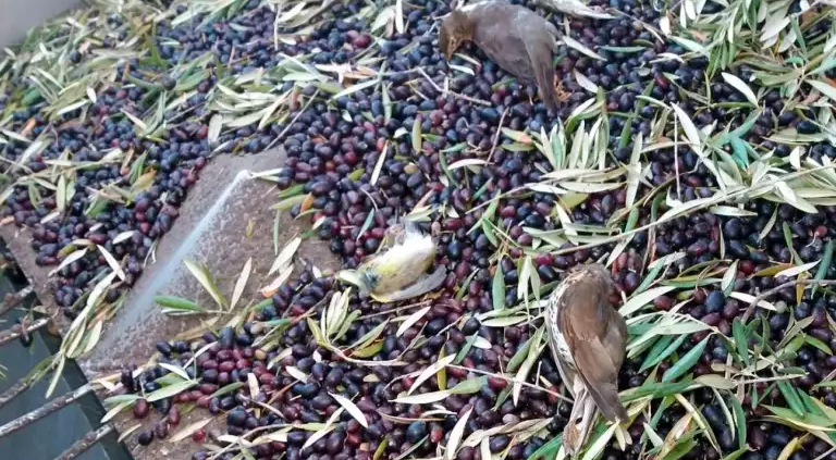 Vogelmassaker bei Olivenernte, massenhafter Vogelmord bei Ernte, stimmt das?